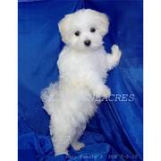 akc maltese puppy( sonshine) -ready for adoption-9weeks old.